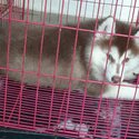 Cute Male husky for rehoming-0