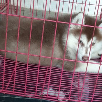 Cute Male husky for rehoming