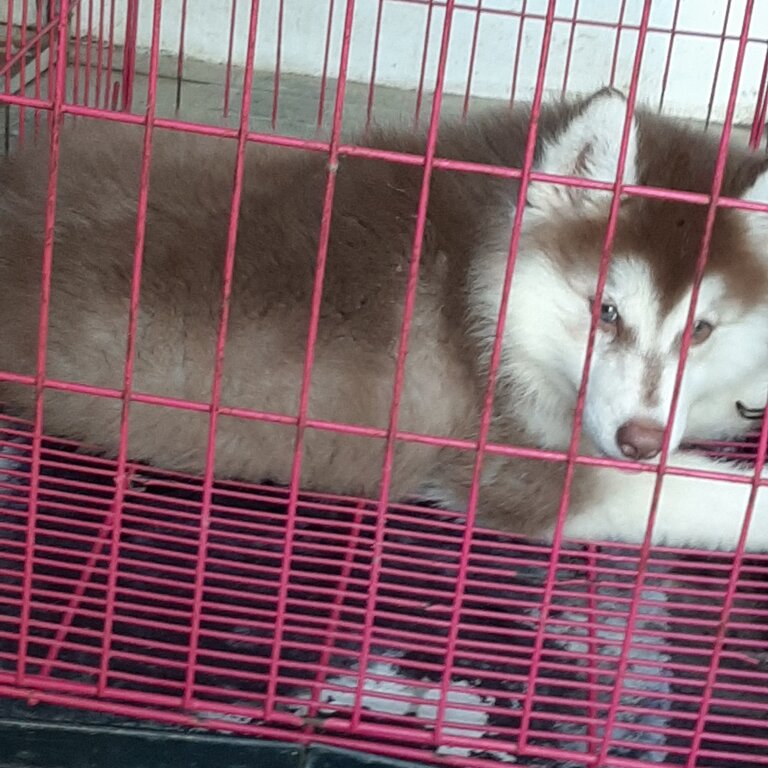 Cute Male husky for rehoming