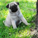 Pug Puppies  Whatsapp/Viber:(+63-945-546-4913)