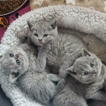 chunky british shorthair kittens