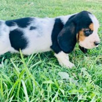 besset hound available 