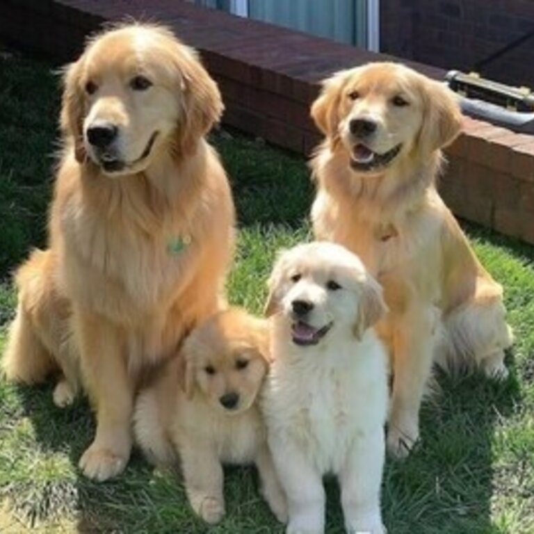 Golden Retriever puppies ready for their new home.+63 962 673 4626 viber or whatsapp