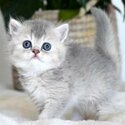 preciouse british shorthair kitten avalaible 