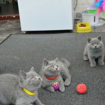 adorable shorthair kittens needing new homes.