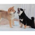 Shiba Inu Puppies  Whatsapp/Viber:(+63-945-546-4913)