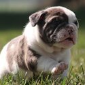 preciouse bulldogs pups available -1