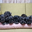 Quality Miniature Schnauzer Puppies-3