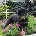 Rottweiler Puppies Girls and boys For Sale..whatsapp me or viber at:  +639192705547