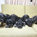 Quality Miniature Schnauzer Puppies-2