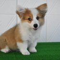 Pembroke welsh corgi puppies for sale( Contact WhatsApp +63 909 238 4705 or Viber +63 9687207187)