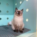 EXOTIC x PERSIAN (HIMALAYAN)-5