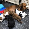 Dachshund Puppies-0