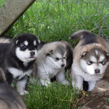 Alaskan Malamute Puppies Available 