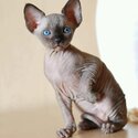 SPHYNX CAT - Ragdoll Kittens / Sphynx Kittens for sale Metro Manila [CATS]  09685789141-0