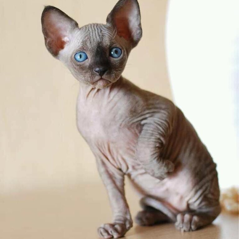SPHYNX CAT - Ragdoll Kittens / Sphynx Kittens for sale Metro Manila [CATS]  09685789141