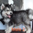 Quality  Super Wooly Import line puppies for Sale-2