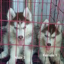 Quality Siberian husky for sale-2