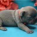 Charming french bulldog for rehoming -1