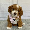 Golden Doodle Puppies-2