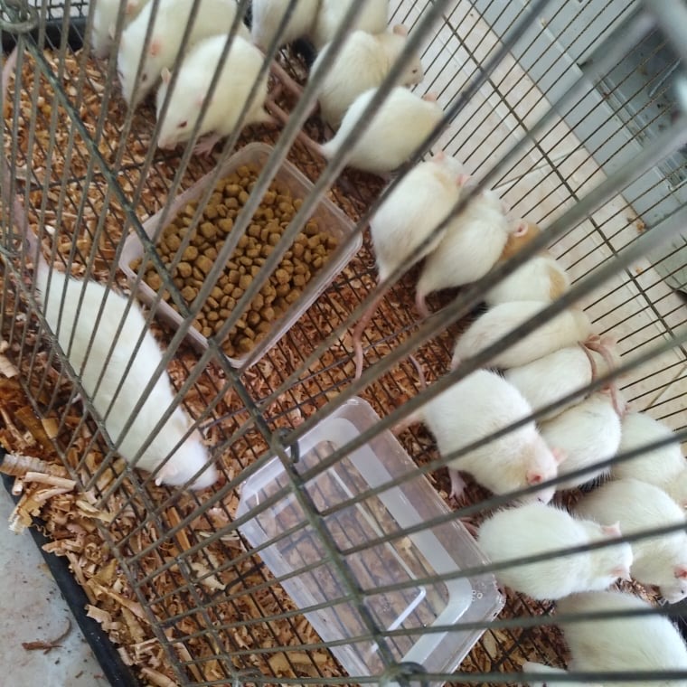 Sprague Dawley Rats 