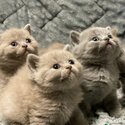 healthy British Shorthair Kittens-1
