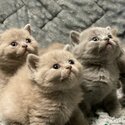 adopt british shorthair kittens - viber +63 968 748 7514