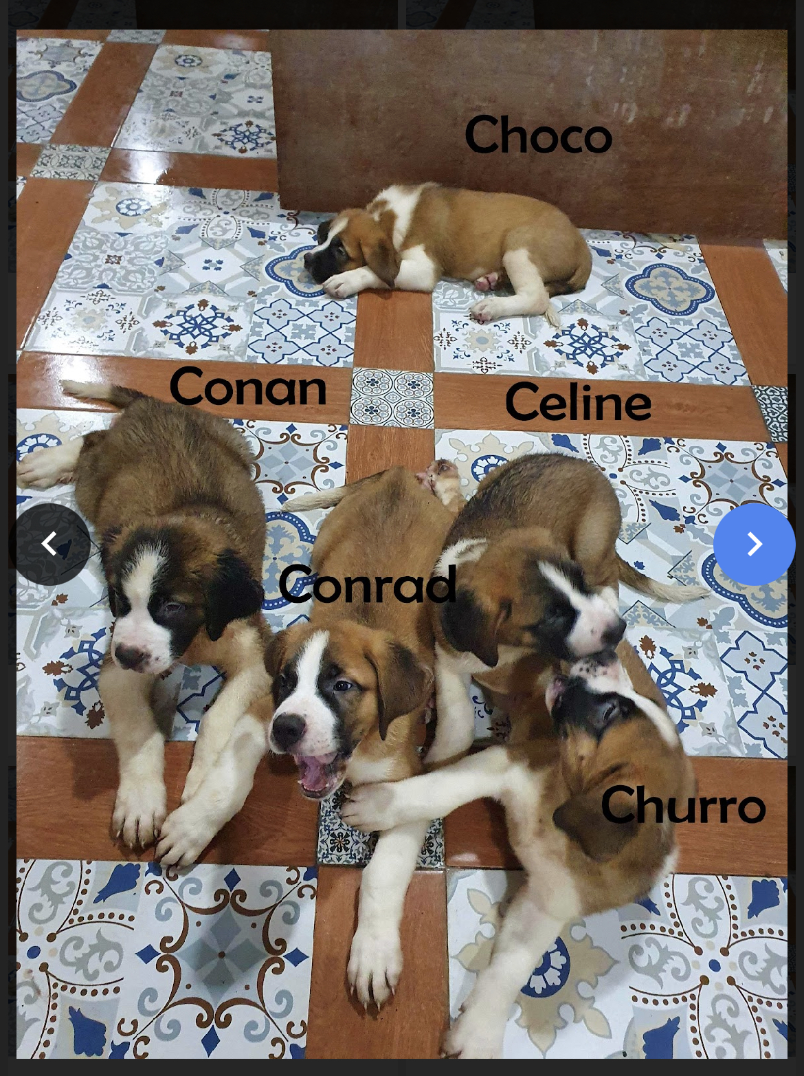 St Bernard pups