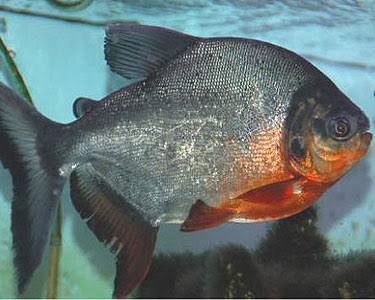 Red Belly Pacu