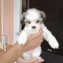 Pure Bred Lhasa Apso Cute Puppies-3
