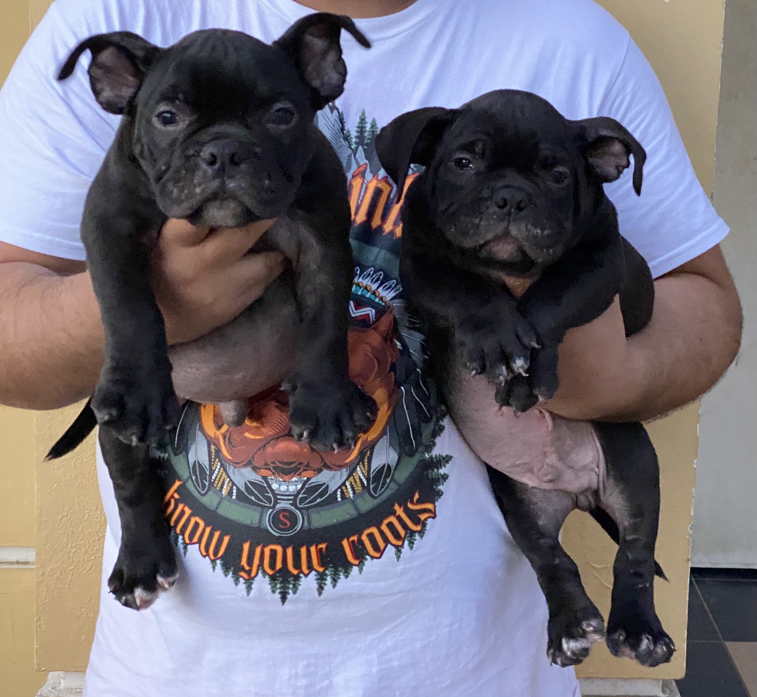 Exotic Bully Puppies