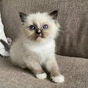 SPHYNX CAT - Ragdoll Kittens / Sphynx Kittens for sale Metro Manila [CATS]  09685789141-5