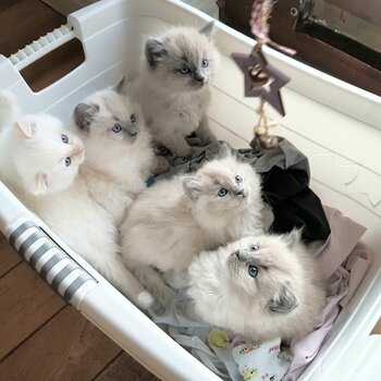 Beautiful Ragdoll Kittens