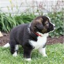 akita pups available for rehoming-2