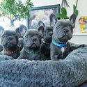 Stunning Blue French Bulldog puppies available now.-0