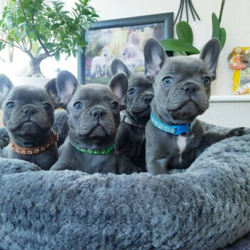 Stunning Blue French Bulldog puppies available now.