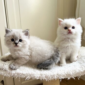 Ragoll kittens
