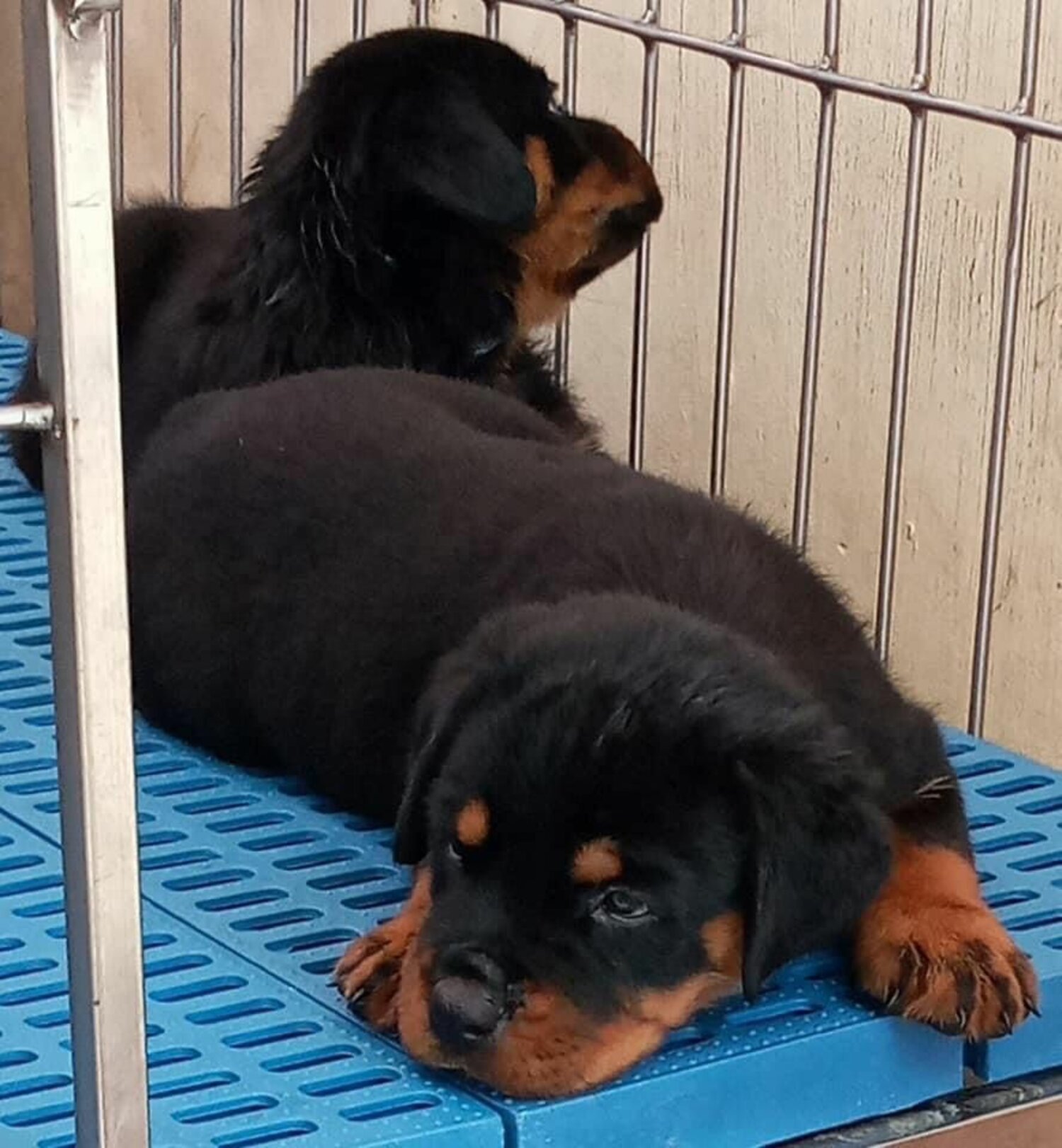 ROTTWEILER PUPPY - CUTE ROTTWEILER PUPPIES [DOGS] FOR SALE IN METRO MANILA  PH 09685789141