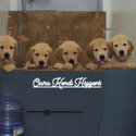 Pure Breed Golden Retriever Puppy/Puppies-4