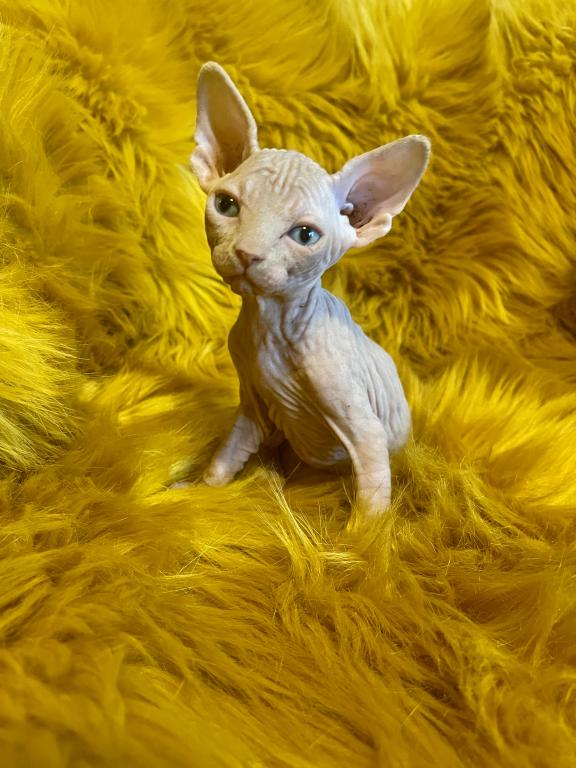 Pedigree Sphynx Kittens