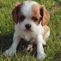 Cavalier King Charles Spaniel puppies Male &amp; Female-3