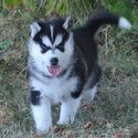 Siberian Husky pups Whatsapp/Viber:(+63-945-546-4913)