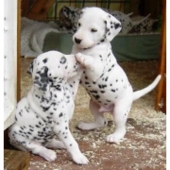 Beautiful Dalmatian Puppies For Sale..whatsapp me or viber at:  +639192705547