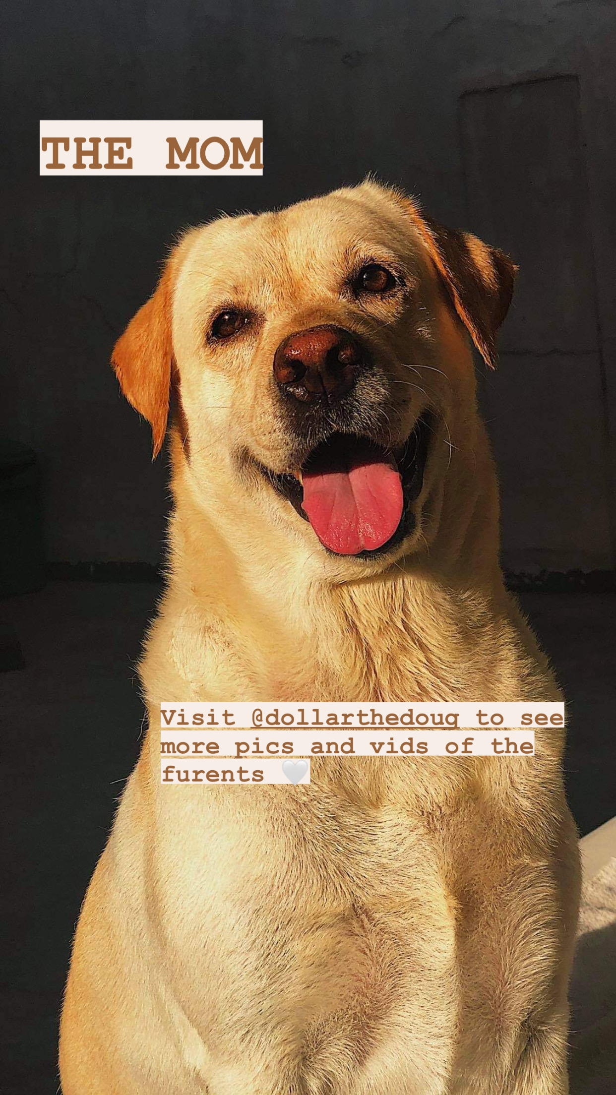 Labrador Retriever Mix with Belgian Malinois