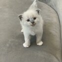 Stunning Birman kittens-2