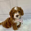 Golden Doodle Puppies-4