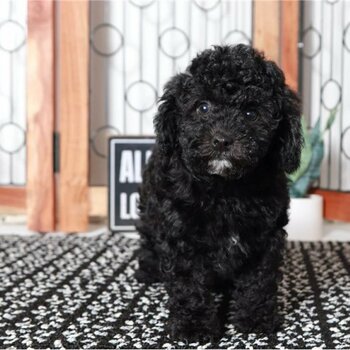 Beautiful Miniature Poodle puppies for good home