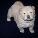 Chow chow pups Viber : ( +63-9454-136-749 )