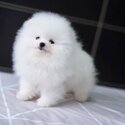 kc Beautiful Purebred Pomeranian Puppies -0