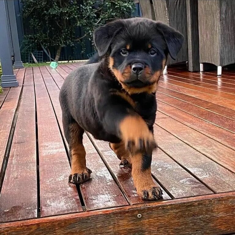 Rottweiler puppy available boy and girl